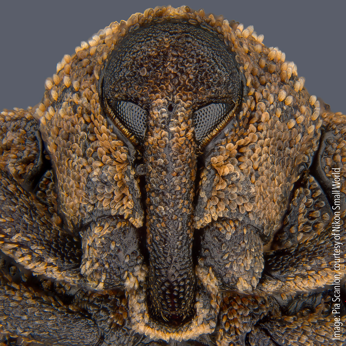 8-Mango seed weevil head front Portrait of Sternochetus mangiferae (mango seed weevil). Stereomicroscopy, image stacking, 1x (objective lens magnification)